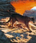 chat des Monts Rocheux...