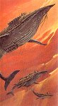 Les baleines volantes